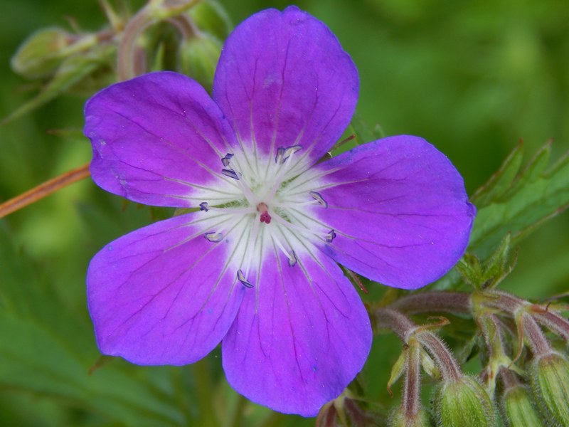 Fiori e colori